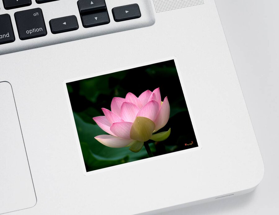 Nature Sticker featuring the photograph Lotus Beauty--Blushing DL003 by Gerry Gantt