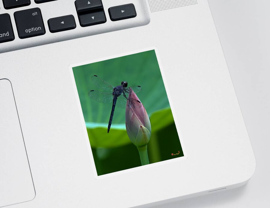 Nature Sticker featuring the photograph Lotus Bud and Slatey Skimmer Dragonfly DL072 by Gerry Gantt
