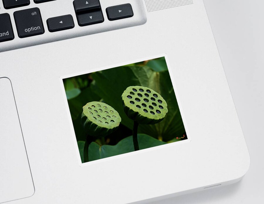 Nature Sticker featuring the photograph Lotus Capsules-Sun Worshipers DL052 by Gerry Gantt