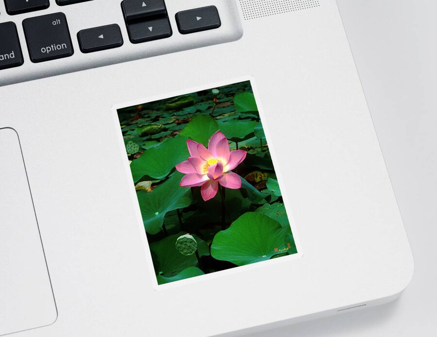 Nature Sticker featuring the photograph Lotus Flower and Capsule 24A by Gerry Gantt