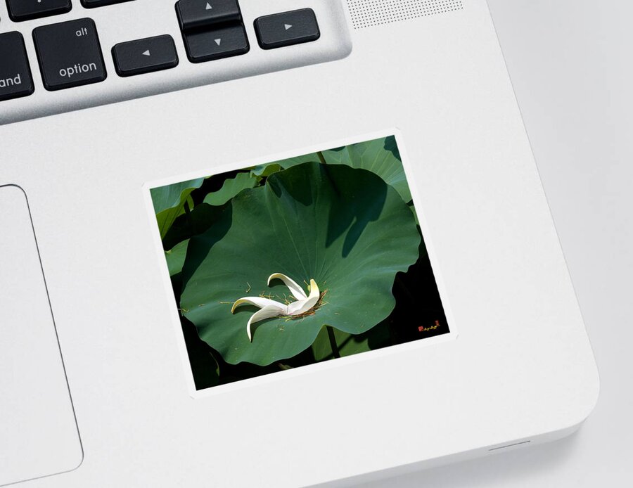 Nature Sticker featuring the photograph Lotus Leaf--Castoff iii DL060 by Gerry Gantt