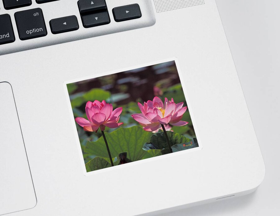 Nature Sticker featuring the photograph Lotus Pair 24M by Gerry Gantt