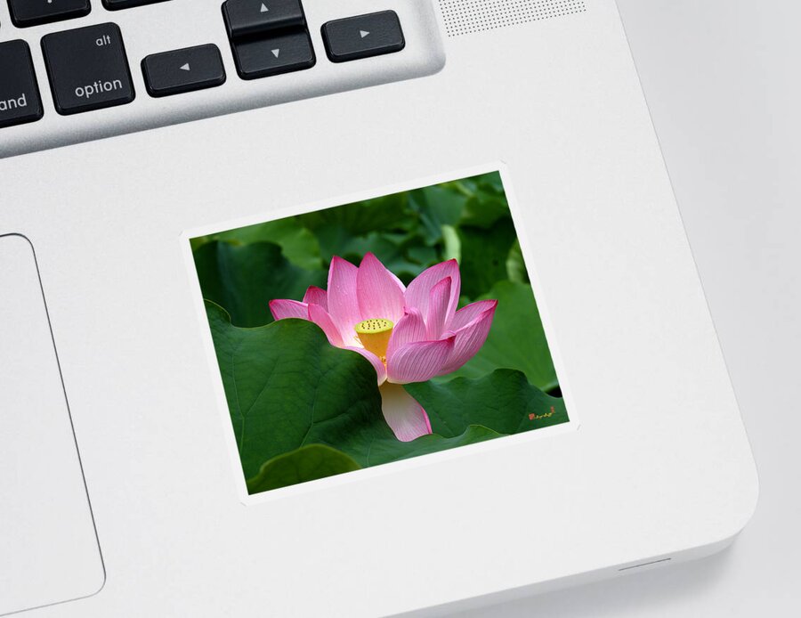 Nature Sticker featuring the photograph Lotus--Peeking Out ii DL034 by Gerry Gantt