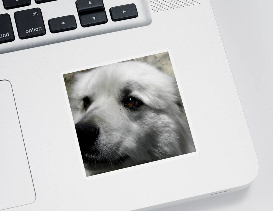 Great Pyrenees Sticker featuring the photograph Loving eyes and Face by Kim Galluzzo