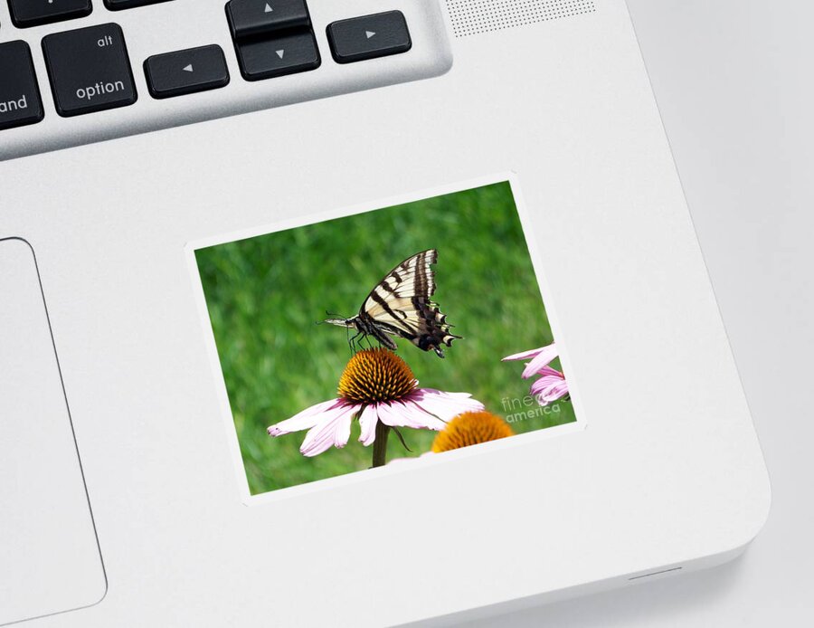 Butterflies Sticker featuring the photograph Lunch Time by Dorrene BrownButterfield