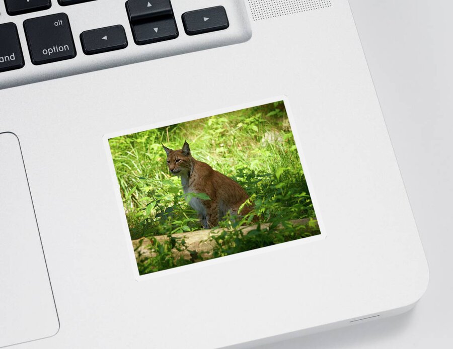 Jouko Lehto Sticker featuring the photograph Lynx by Jouko Lehto
