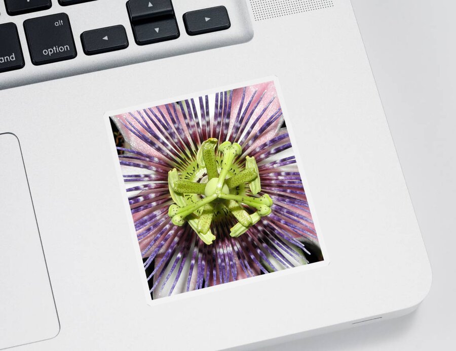 Purple Passion Flower Sticker featuring the photograph Macro Explosion by Kim Galluzzo