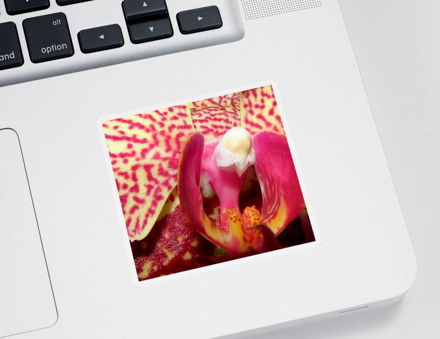 Orchid Sticker featuring the photograph Magical Beauty by Kim Galluzzo
