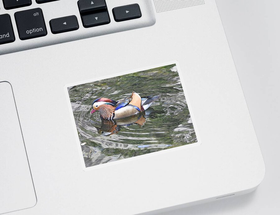 Ducks Sticker featuring the photograph Mandarin Duck by Lydia Holly