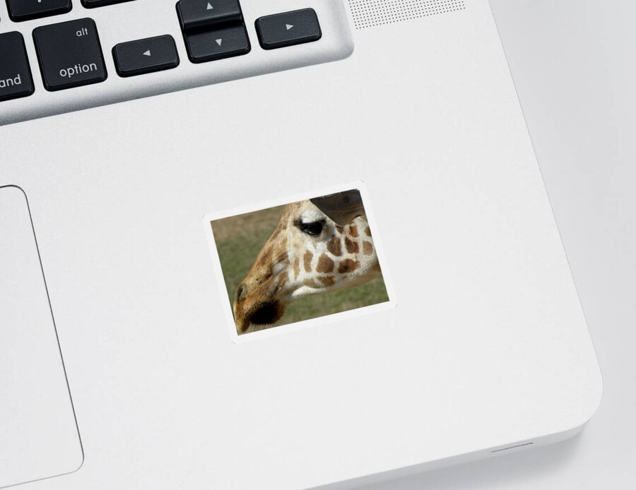 Giraffe Sticker featuring the photograph Marks Of Beauty by Kim Galluzzo