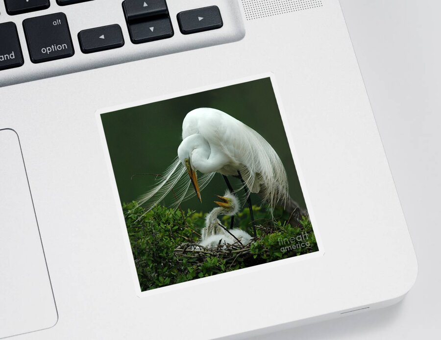 Great White Egret Sticker featuring the photograph Mom and Me by Vivian Christopher