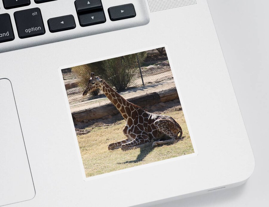 Giraffe Sticker featuring the photograph Mommy taking a break by Kim Galluzzo
