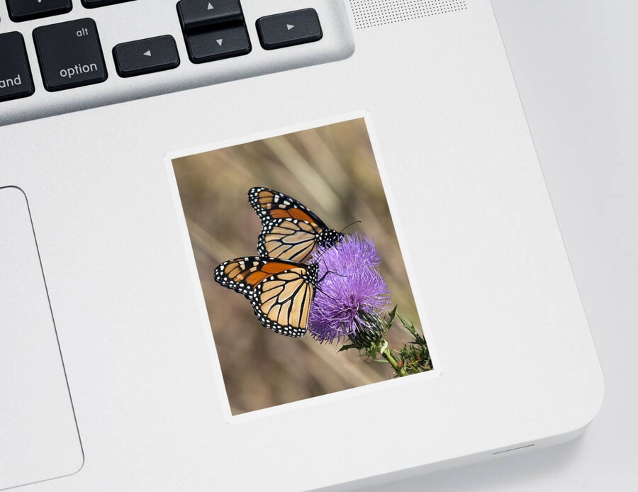 Marsh Sticker featuring the photograph Monarch Butterflies on Field Thistle DIN162 by Gerry Gantt