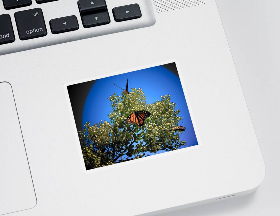 Butterfly Sticker featuring the photograph Monarch Show by Sheri McLeroy