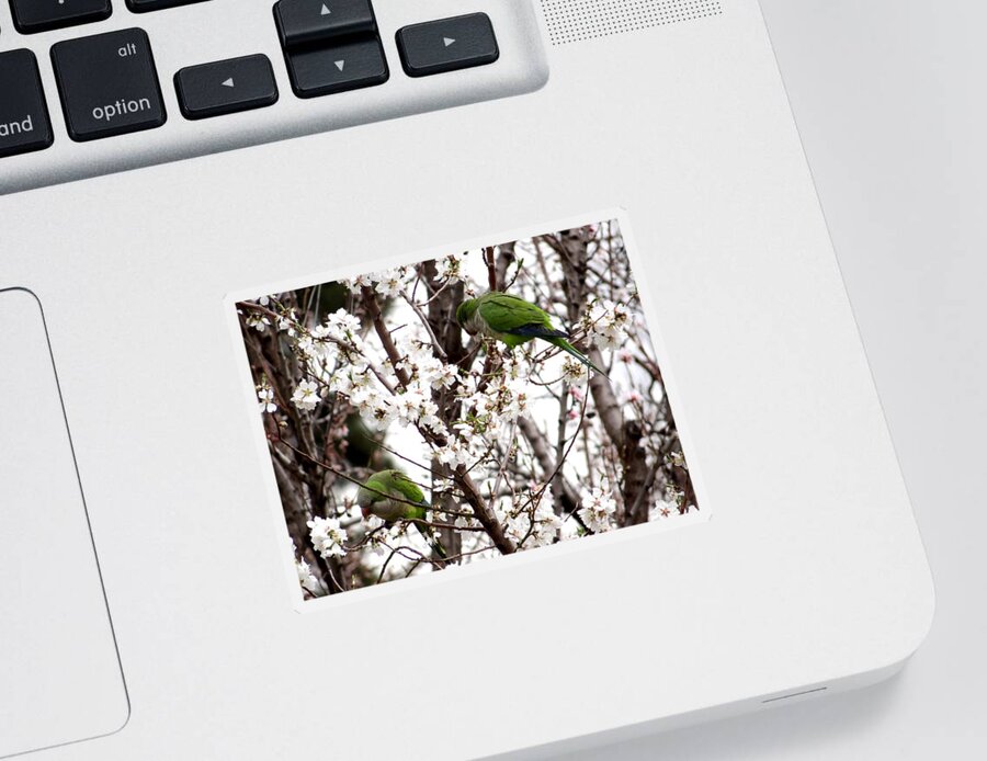 Monk Parakeet Sticker featuring the photograph Monk Parakeets by Keith Stokes