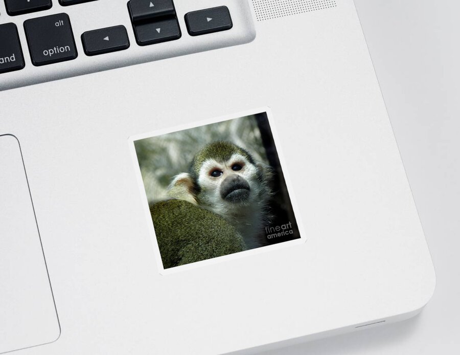 Monkey Sticker featuring the photograph Monkey by Kim Galluzzo