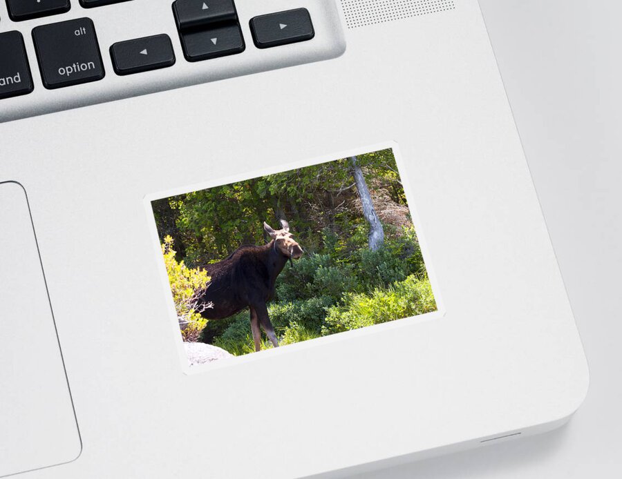 Moose Sticker featuring the photograph Moose Baxter State Park 4 by Glenn Gordon