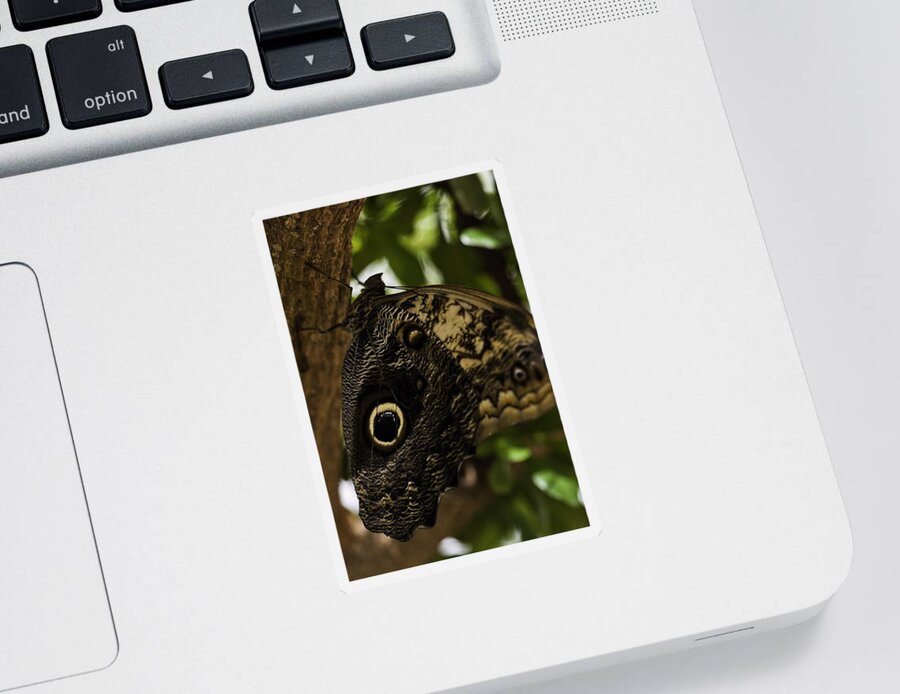 Mournful Owl Sticker featuring the photograph Mournful Owl Butterfly by Perla Copernik