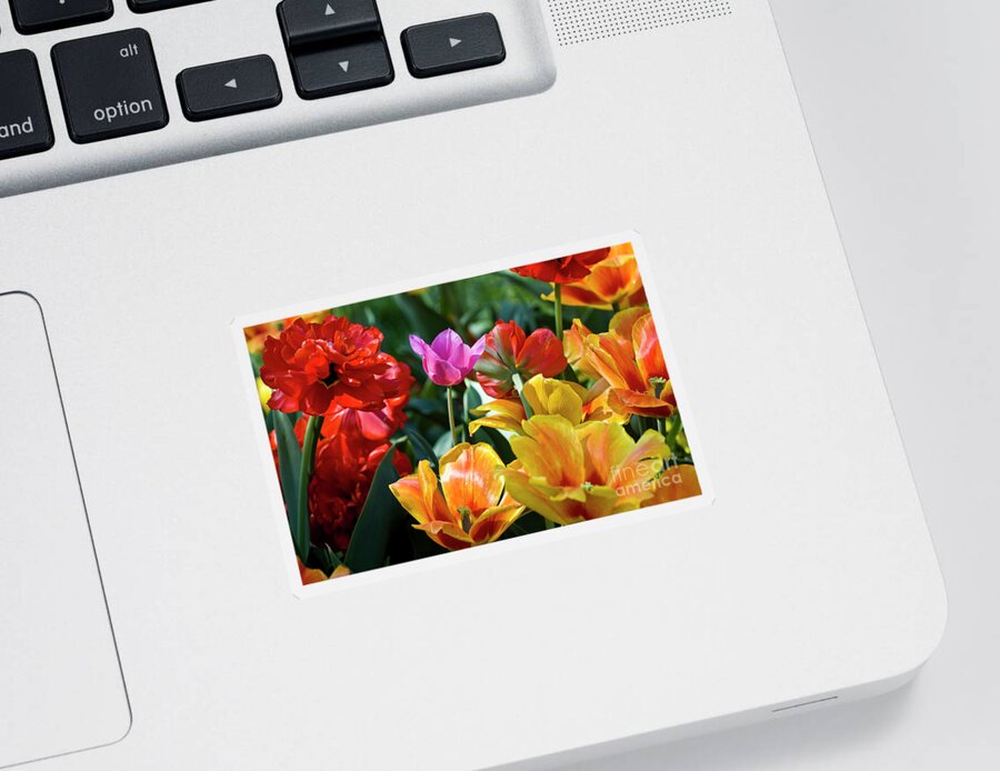 Spring Flowers Sticker featuring the photograph Multi-colored Tulips in Bloom by Tim Mulina