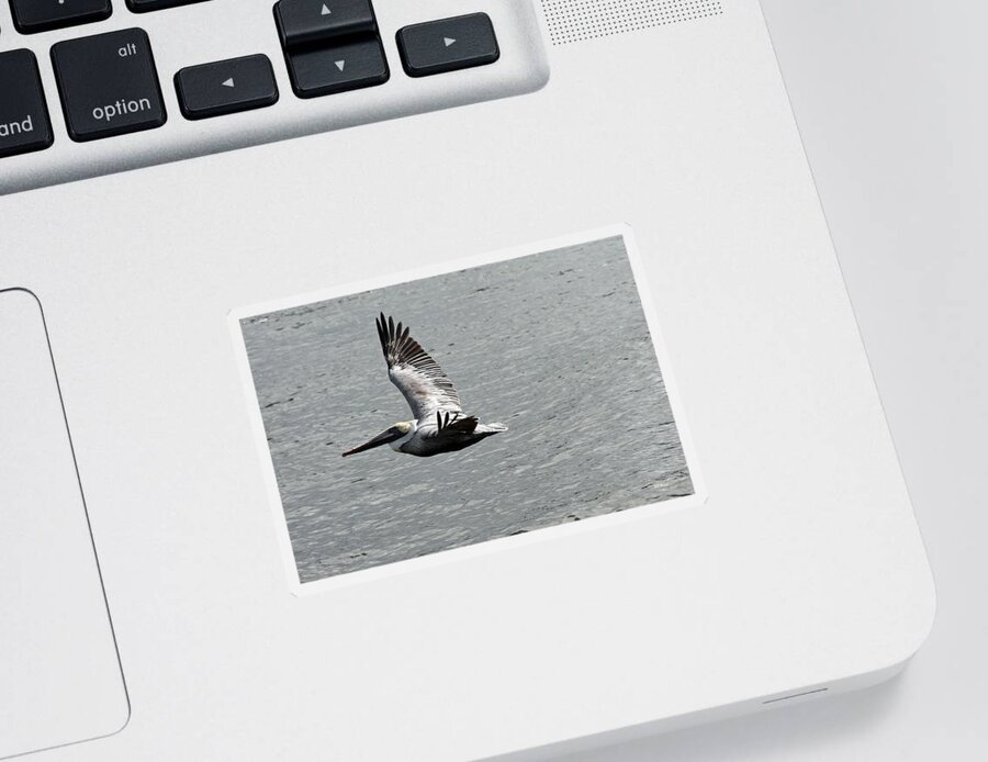 Naples Sticker featuring the photograph Naples Florida Pelican on the Prowl by Ronald Reid