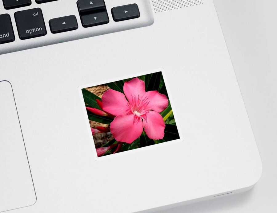 Pink Sticker featuring the photograph Nerium Oleander Pink by Kim Galluzzo