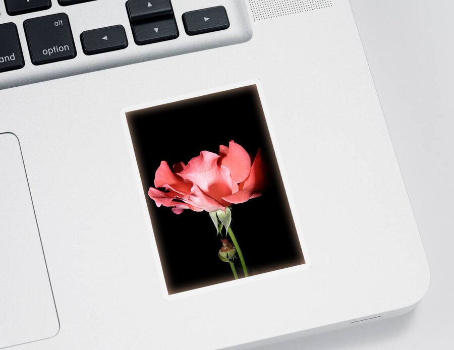 Flower Sticker featuring the photograph Nightly Rose Flow by Kim Galluzzo