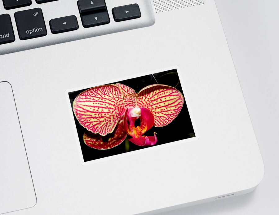 Orchid Sticker featuring the photograph No Two Are The Same by Kim Galluzzo