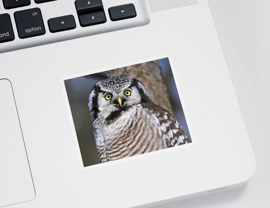 Northern Hawk-owl Sticker featuring the photograph Northern Predator by Tony Beck
