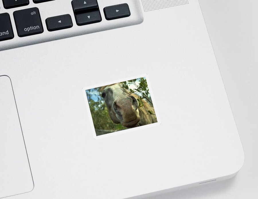 Beaufort Sticker featuring the photograph Old Gray Mare by Patricia Greer