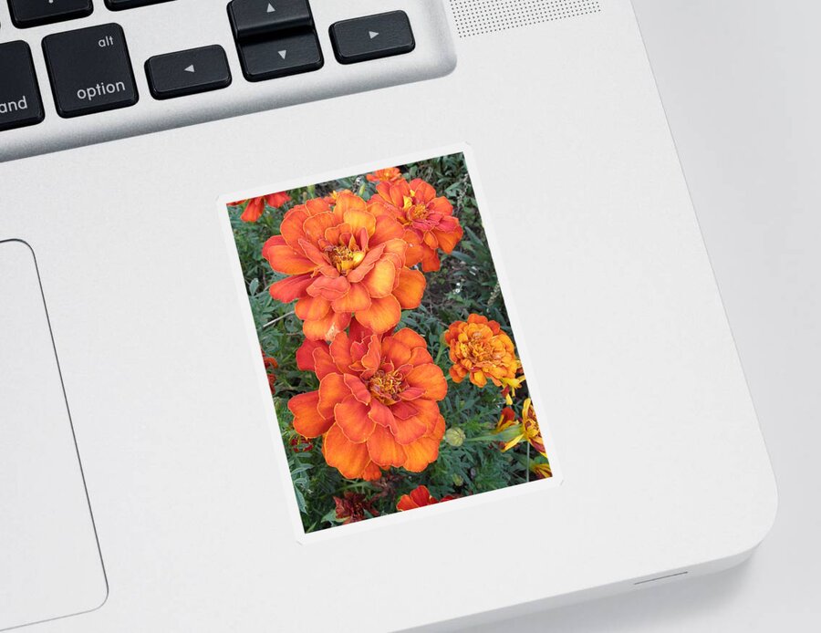 Marigolds Sticker featuring the photograph On Fire by Kim Galluzzo