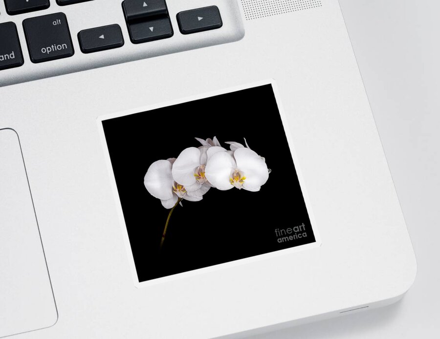 Flower Sticker featuring the photograph Orchid 001 by Larry Carr