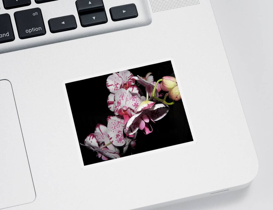 Orchid Sticker featuring the photograph Orchids Gone Wild by Kim Galluzzo