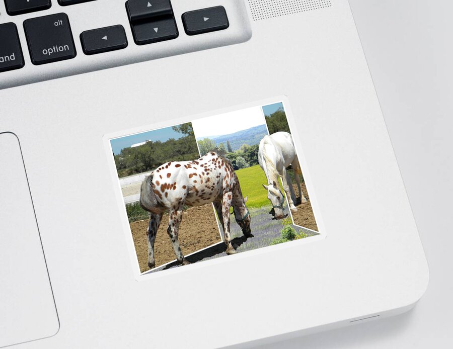 Out Sticker featuring the photograph Out for a provensale taste by Manuela Constantin