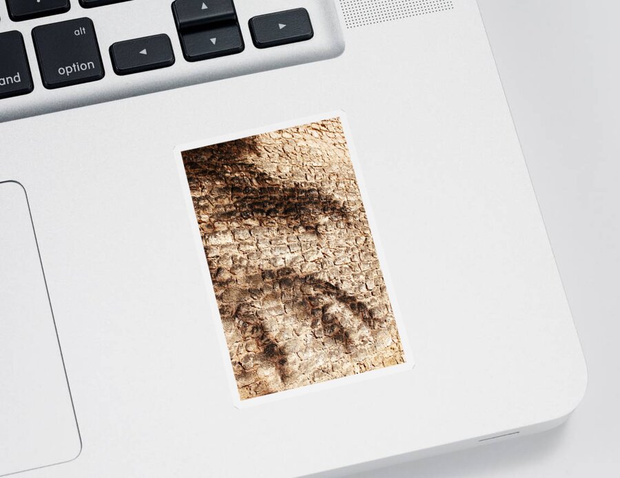Palmera Sticker featuring the photograph Palm fragment by Agusti Pardo Rossello