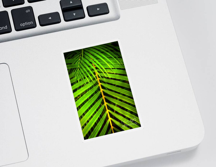 Palm Frond Sticker featuring the photograph Palm Frond by Kelly Wade