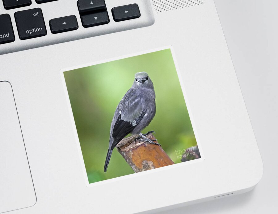 Animal Sticker featuring the photograph Palm Tanager by Jean-Luc Baron