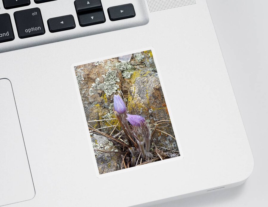 Pasque Flowers Sticker featuring the photograph Pasque Flowers by Dorrene BrownButterfield