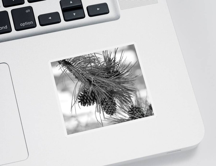 Pine Cones Sticker featuring the photograph Pine Cones by Dorrene BrownButterfield