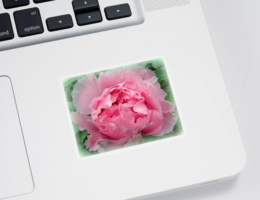 Pink Sticker featuring the photograph Pink Peony Explosion by Kim Galluzzo