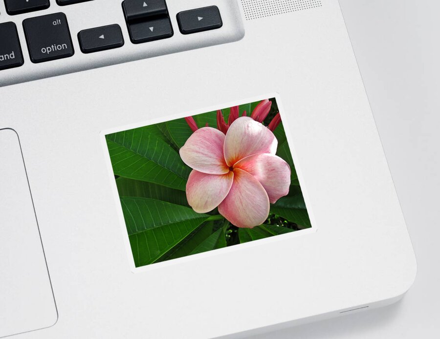 Plumeria Sticker featuring the photograph Pink Plumeria by Shane Kelly