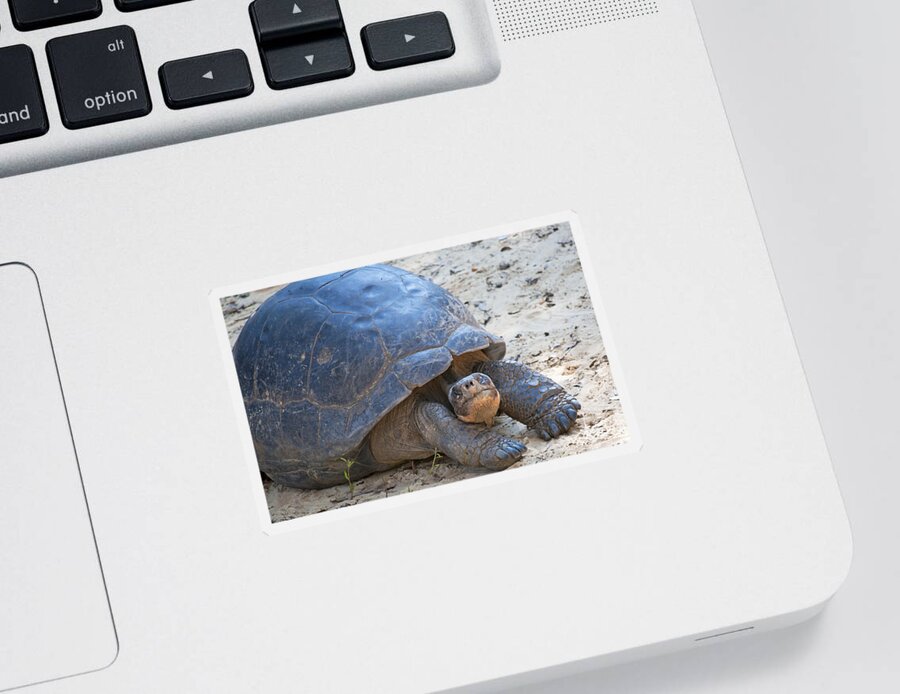 Wildlife Sticker featuring the photograph Posing Tortoise by Kenneth Albin