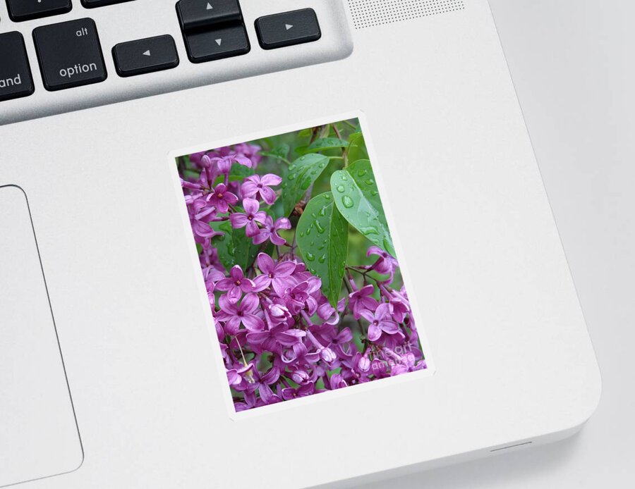 Purple Lilac Sticker featuring the photograph Purple Lilac by Laurel Best