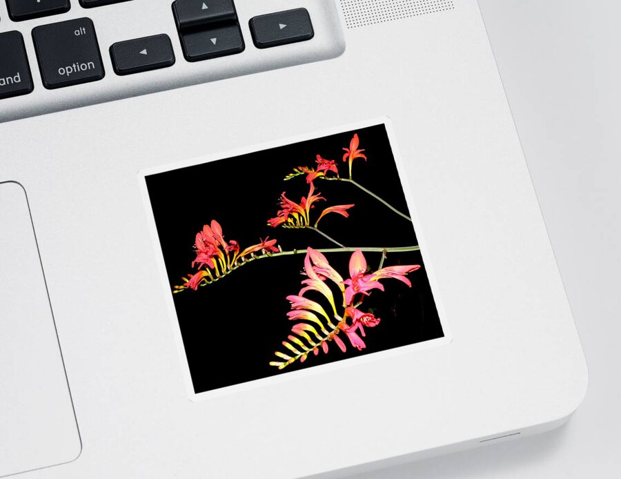 Flowers At Night Sticker featuring the photograph Quad Burst by Kim Galluzzo