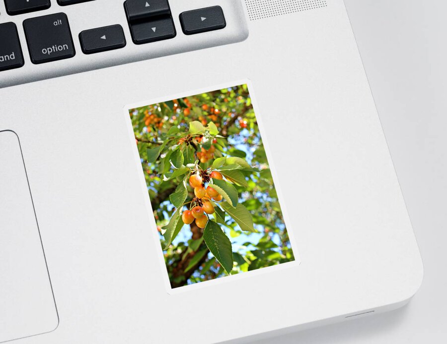 Cherry Sticker featuring the photograph Rainier Cherries by Jo Sheehan