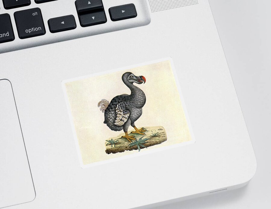 Dodo Sticker featuring the photograph Raphus Cucullatus, Extinct Dodo Bird by Science Source