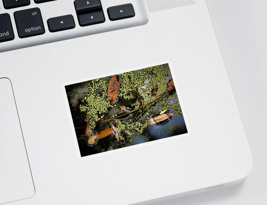 Nature Sticker featuring the photograph Raw Beauty by Bonnie Bruno