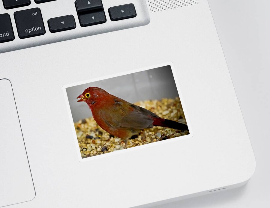 Finch Sticker featuring the photograph Red Billed Fire Finch by DigiArt Diaries by Vicky B Fuller