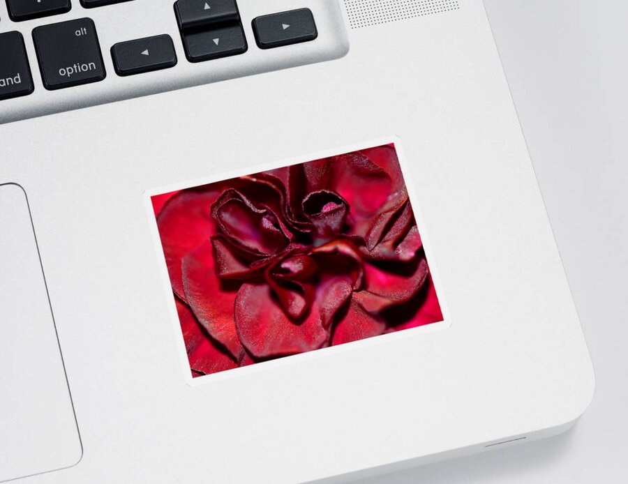 Carnation Sticker featuring the photograph Red Carnation With Heart by Sandi OReilly