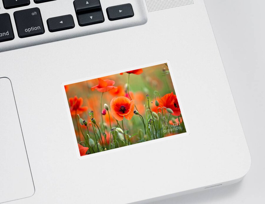 Poppy Sticker featuring the photograph Red Corn Poppy Flowers 05 by Nailia Schwarz
