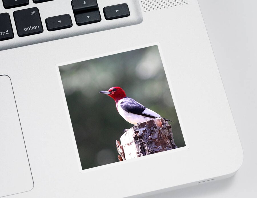 Red-headed Woodpecker Sticker featuring the photograph Red-headed Woodpecker - Statue by Travis Truelove